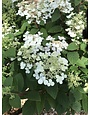 Hydrangea, Hydrangea paniculata 'SMHPLQF' Little Quick Fire® 3G