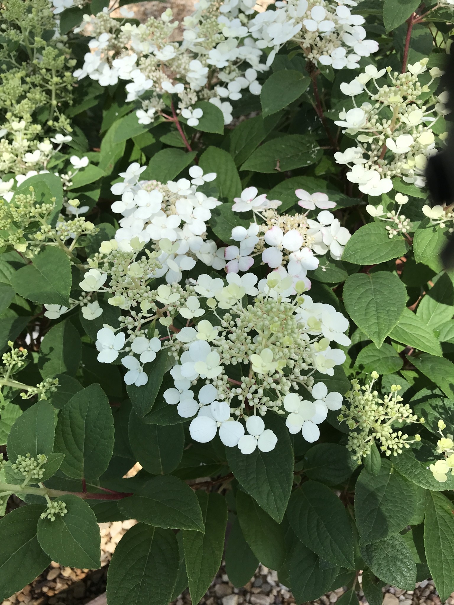 Hydrangea, Hydrangea paniculata 'SMHPLQF' Little Quick Fire® 3G