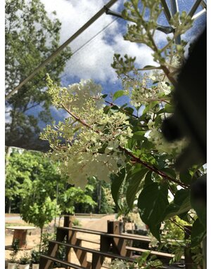 Hydrangea paniculata 'Vanilla Strawberry' 10G TREE
