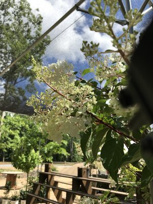 Hydrangea, Hydrangea paniculata 'Vanilla Strawberry' (Tree Form) 10G