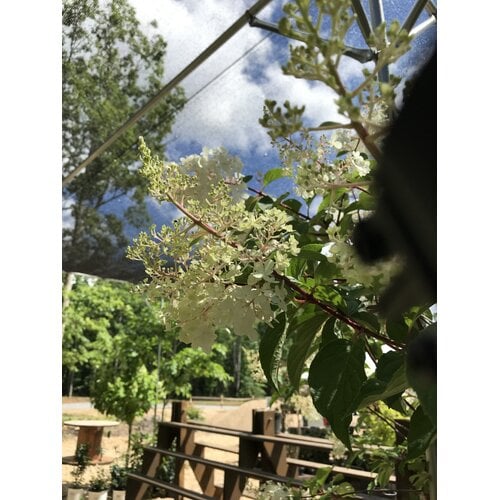 Hydrangea, Hydrangea paniculata 'Vanilla Strawberry' (Tree Form) 10G