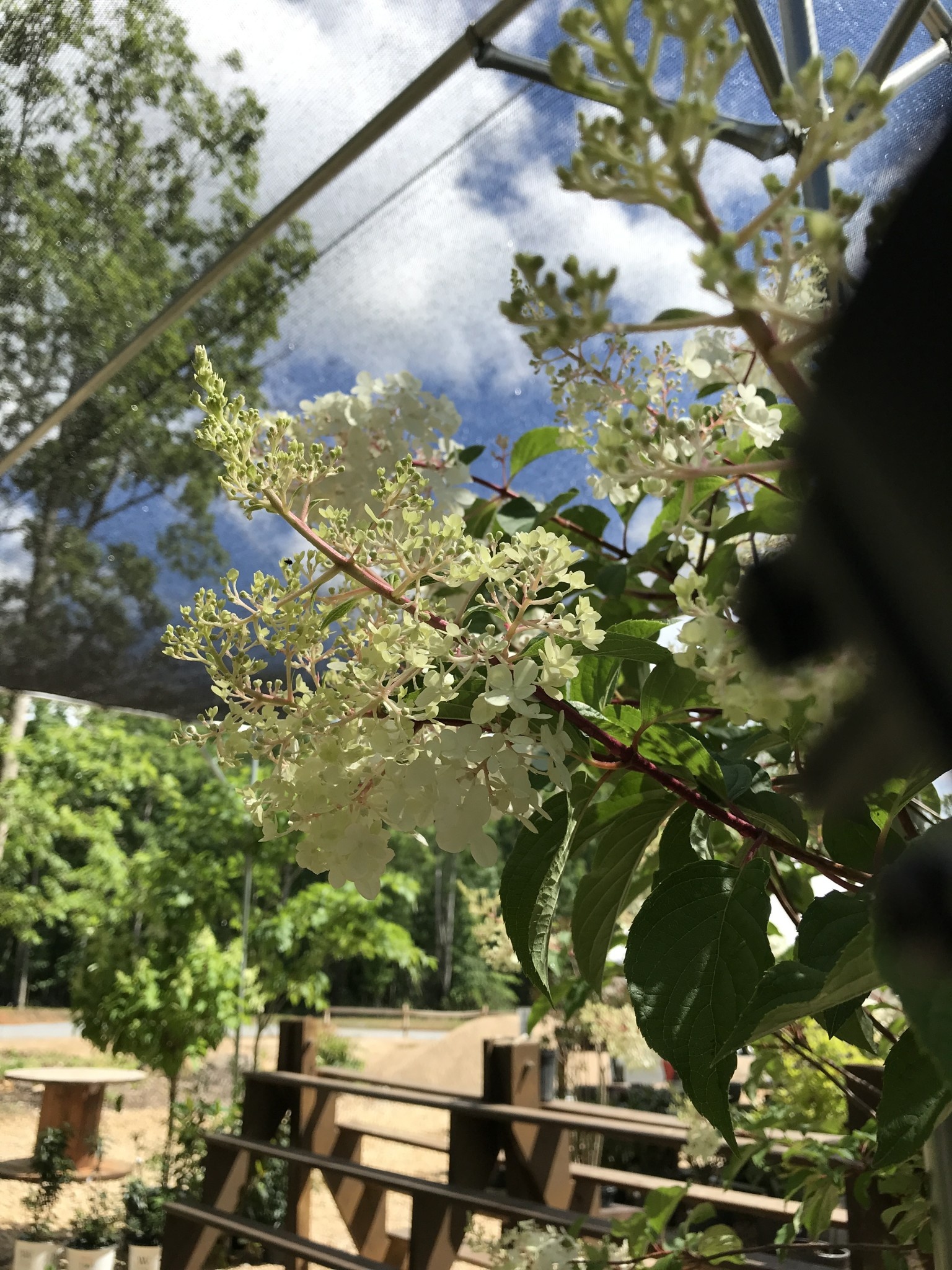 Hydrangea paniculata 'Vanilla Strawberry' 10G TREE