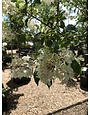 Hydrangea, Hydrangea paniculata 'Vanilla Strawberry' (Tree Form) 10G