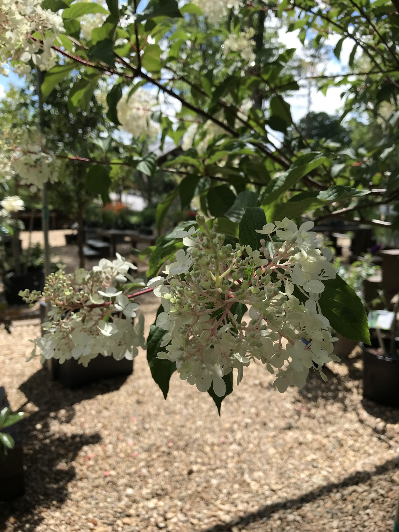 Hydrangea paniculata 'Vanilla Strawberry' 10G TREE