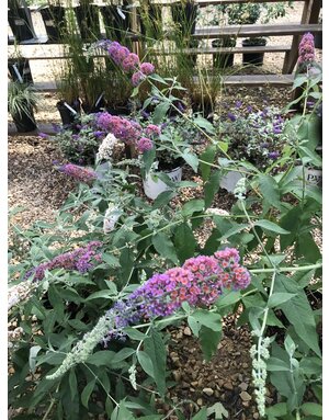 Butterfly Bush, Buddleia x weyeriana 'Bicolor' Flower Power 3G
