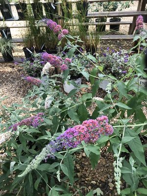 Butterfly Bush, Buddleia x weyeriana 'Bicolor' Flower Power 3G Butterfly Bush, Buddleia x weyeriana 'Bicolor' Flower Power 3G
