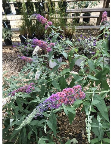 Butterfly Bush, Buddleia x weyeriana 'Bicolor' Flower Power 3G