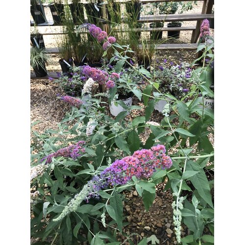 Butterfly Bush, Buddleia x weyeriana 'Bicolor' Flower Power 3G
