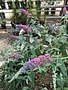 Butterfly Bush, Butterfly Bi-Color