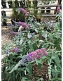Butterfly Bush, Buddleia x weyeriana 'Bicolor' Flower Power 3G
