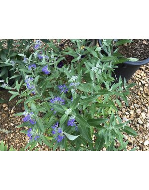 Dark Knight Bluebeard  Caryopteris 3G