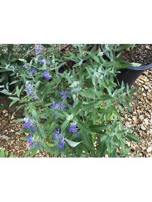 Bluebeard, Caryopteris x clandonensis 'Dark Knight' 3G