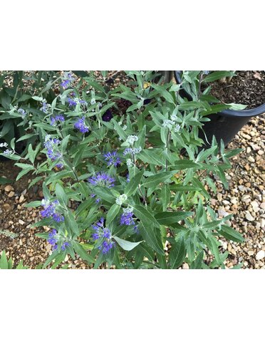 Dark Knight Bluebeard  Caryopteris 3G
