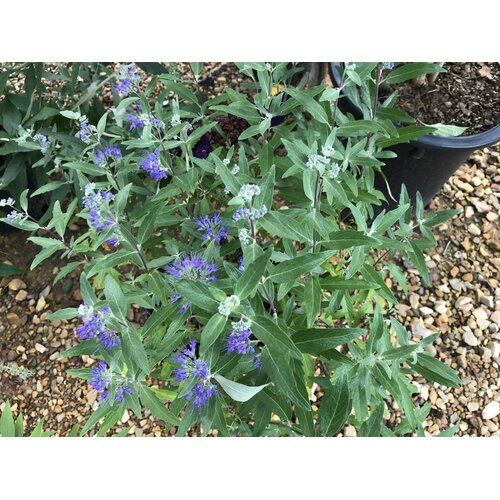 Bluebeard, Caryopteris x clandonensis 'Dark Knight' 3G