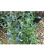 Dark Knight Bluebeard  Caryopteris 3G