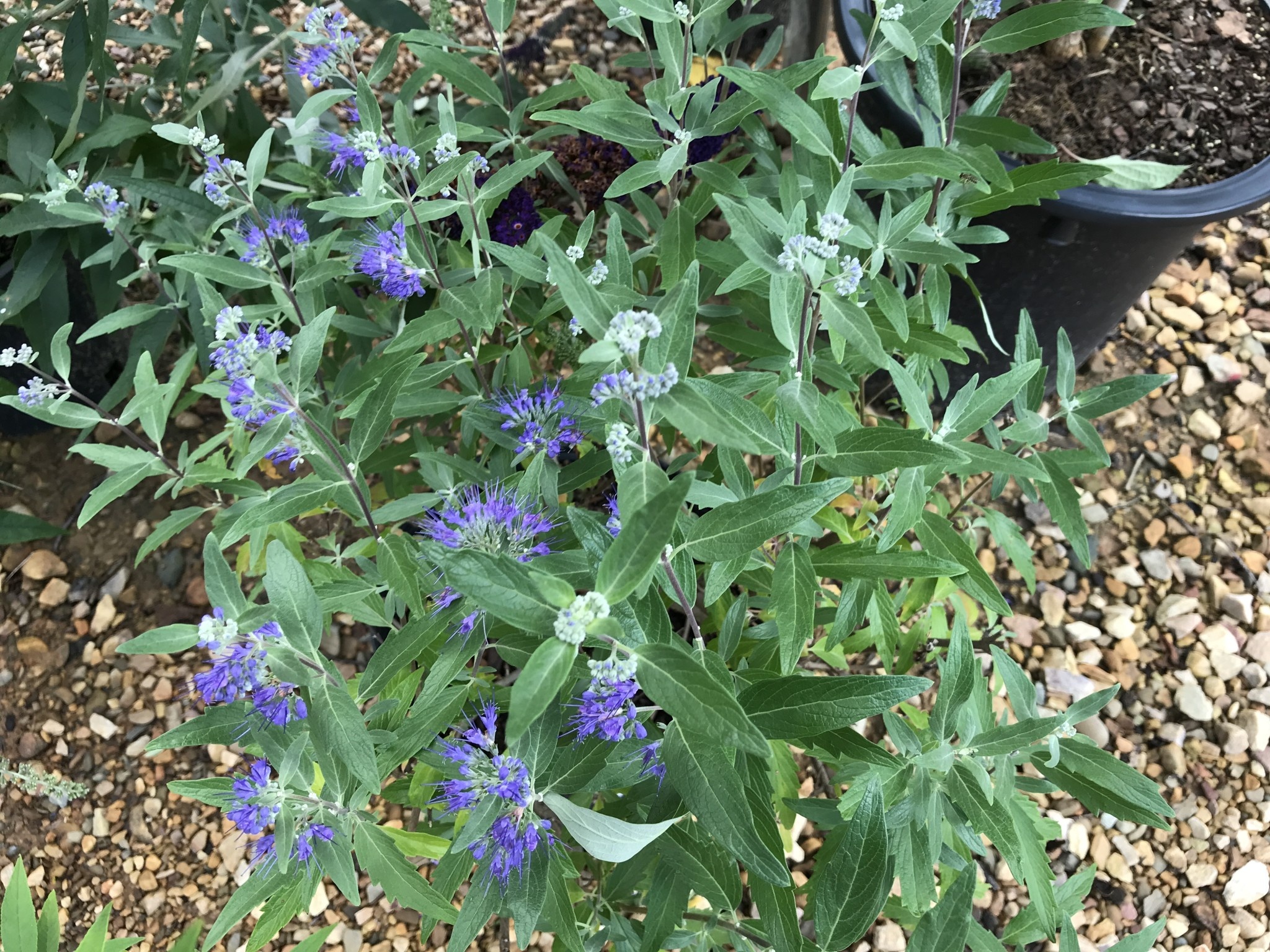 Dark Knight Bluebeard  Caryopteris 3G