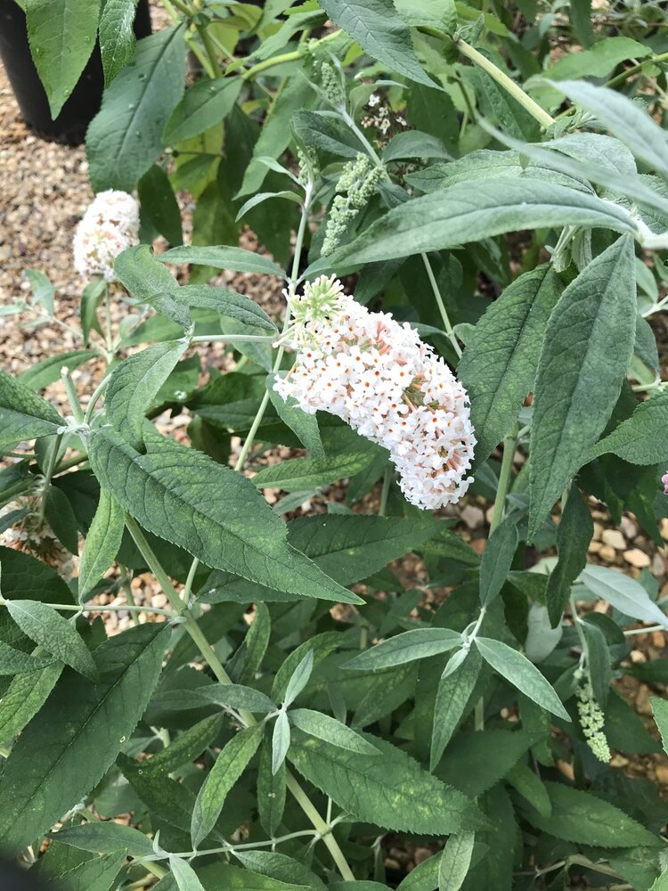 Butterfly Bush, Buddleia davidii 'Silver Frost' 3G