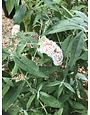Butterfly Bush, Buddleia davidii 'Silver Frost' 3G