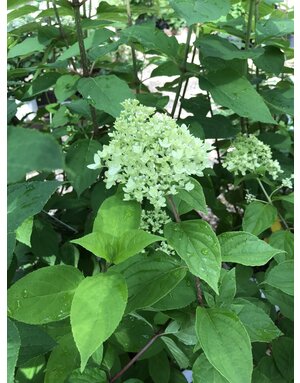 Proven Winner Hydrangea, Hydrangea paniculata 'Limelight®' 3G