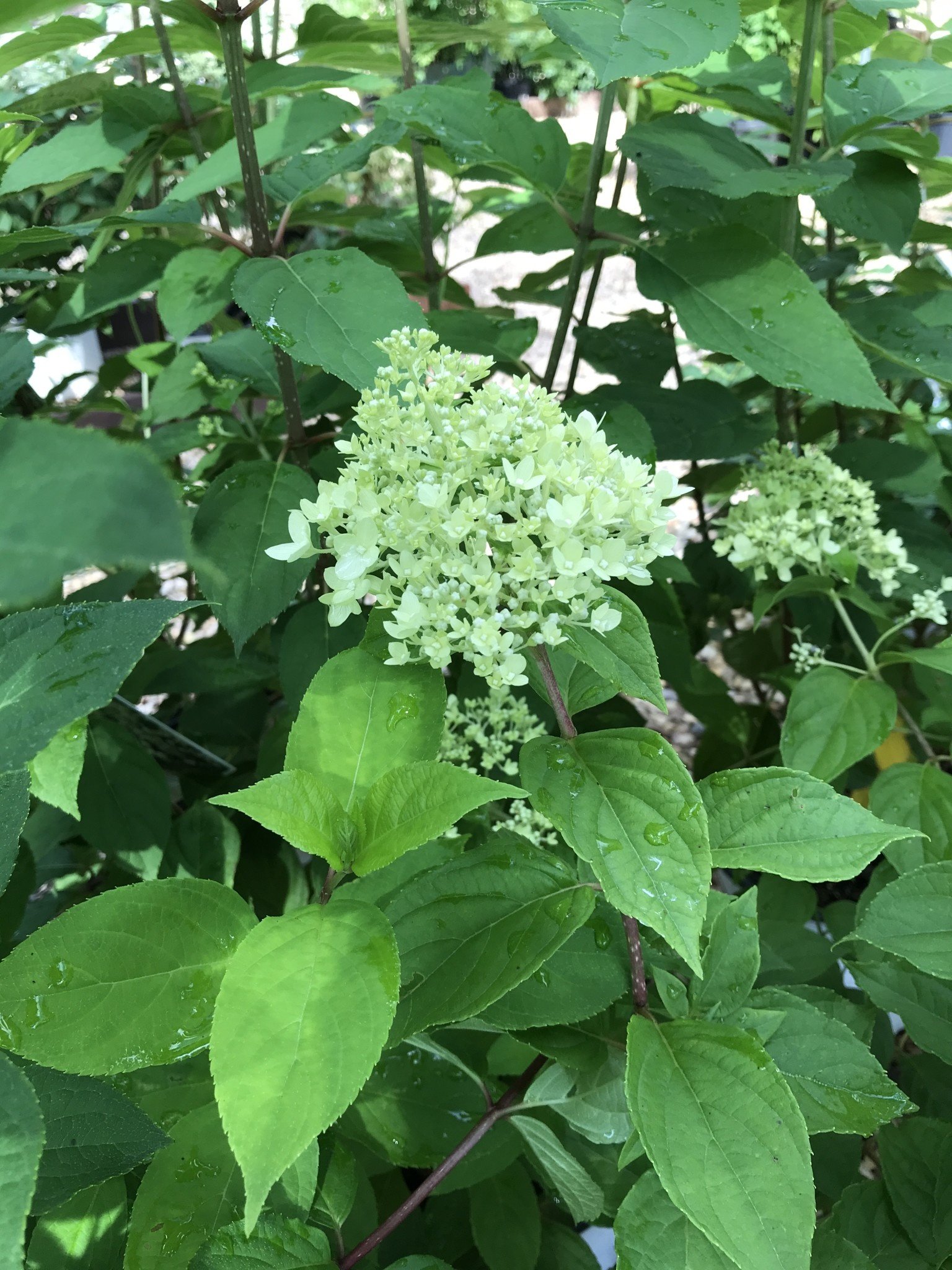 Proven Winner Hydrangea, Hydrangea paniculata 'Limelight®' 3G