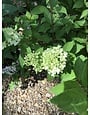 Proven Winner Hydrangea, Hydrangea paniculata 'Limelight®' 3G