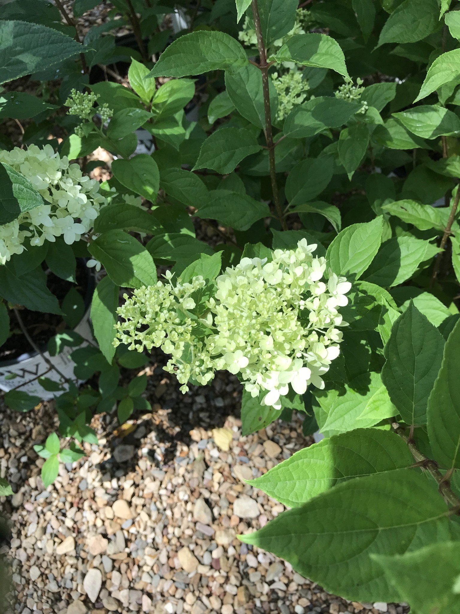 Proven Winner Hydrangea, Hydrangea paniculata 'Limelight®' 3G
