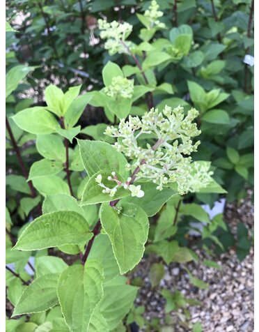 Hydrangea, Hydrangea paniculata 'SMNHPPH' Limelight Prime® 3G