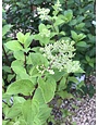 Hydrangea, Hydrangea paniculata 'SMNHPPH' Limelight Prime® 3G