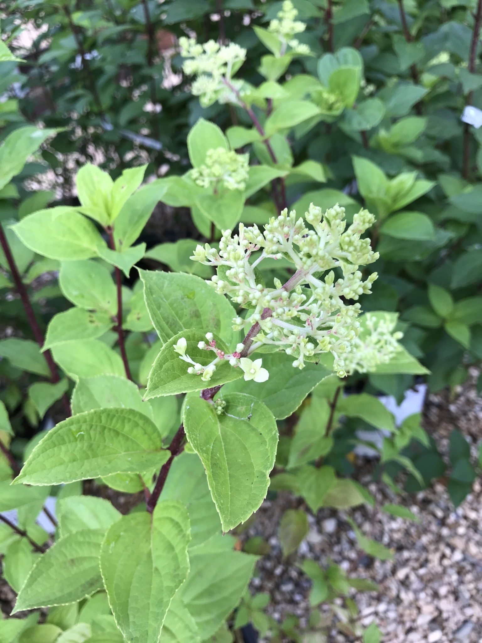 Hydrangea, Hydrangea paniculata 'SMNHPPH' Limelight Prime® 3G