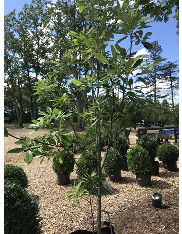 Magnolia virginiana Moonglow® PP12065 25G NATIVE