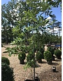 Magnolia virginiana Moonglow® PP12065 25G NATIVE