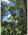 Magnolia virginiana Moonglow® PP12065 25G NATIVE