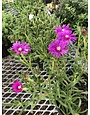 Hardy Ice Plant - Delosperma cooperi