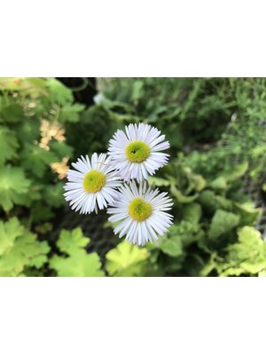 Plantain, Erigeron pulchellus var. pulchellus 'Lynnhaven Carpe' 1G NATIVE