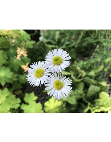 Erigeron pulchellus var. pulchellus 'Lynnhaven Carpe' 1G -native