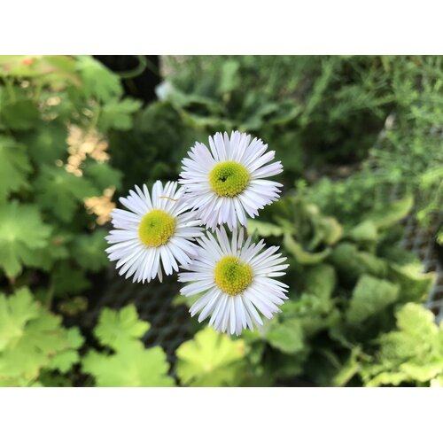 Plantain, Erigeron pulchellus var. pulchellus 'Lynnhaven Carpe' 1G NATIVE