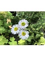 Erigeron pulchellus var. pulchellus 'Lynnhaven Carpe' 1G -native