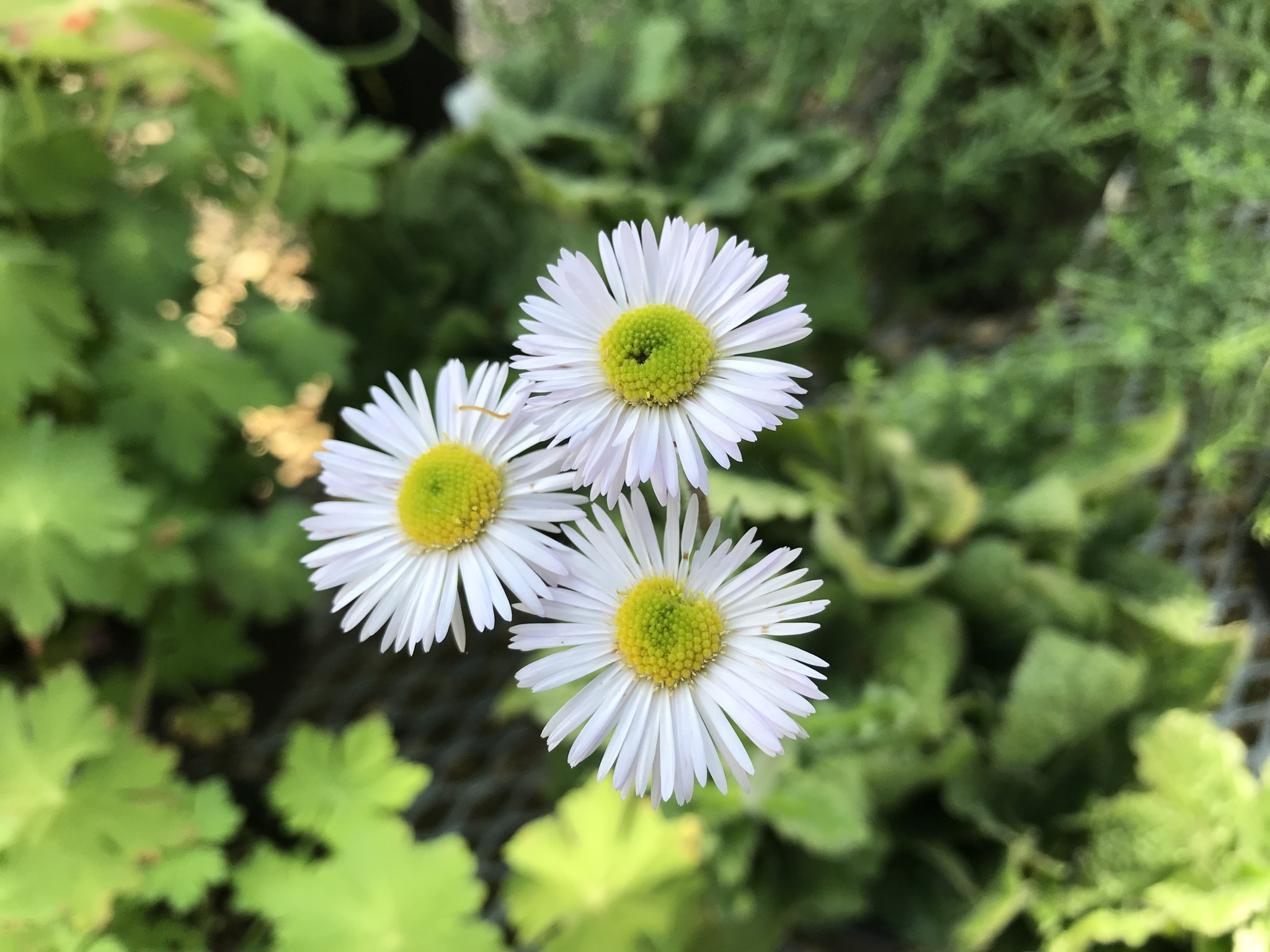 Erigeron pulchellus var. pulchellus 'Lynnhaven Carpe' 1G