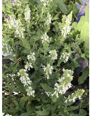 Sage, Salvia nemorosa 'Snow Hill' (Meadow) 4Q
