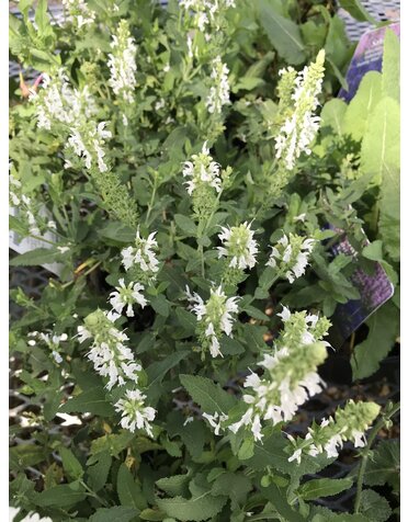 Salvia nemerosa Snow Hill  4Q