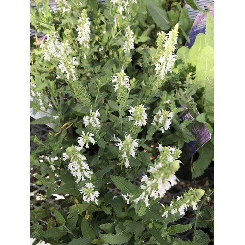 Sage, Salvia nemorosa 'Snow Hill' (Meadow) 4Q
