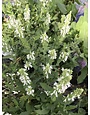 Sage, Salvia nemorosa 'Snow Hill' (Meadow) 4Q