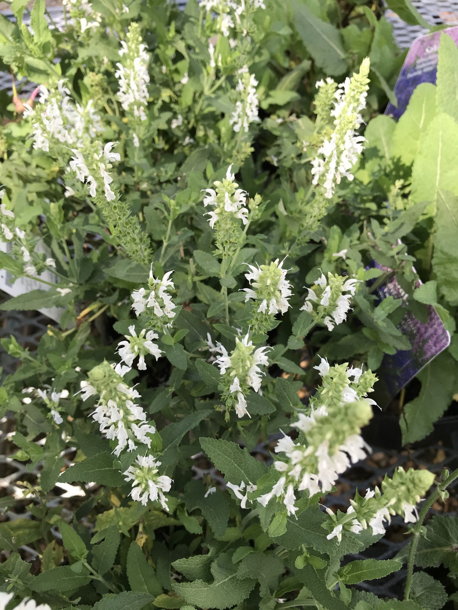 Sage, Salvia nemorosa 'Snow Hill' (Meadow) 4Q