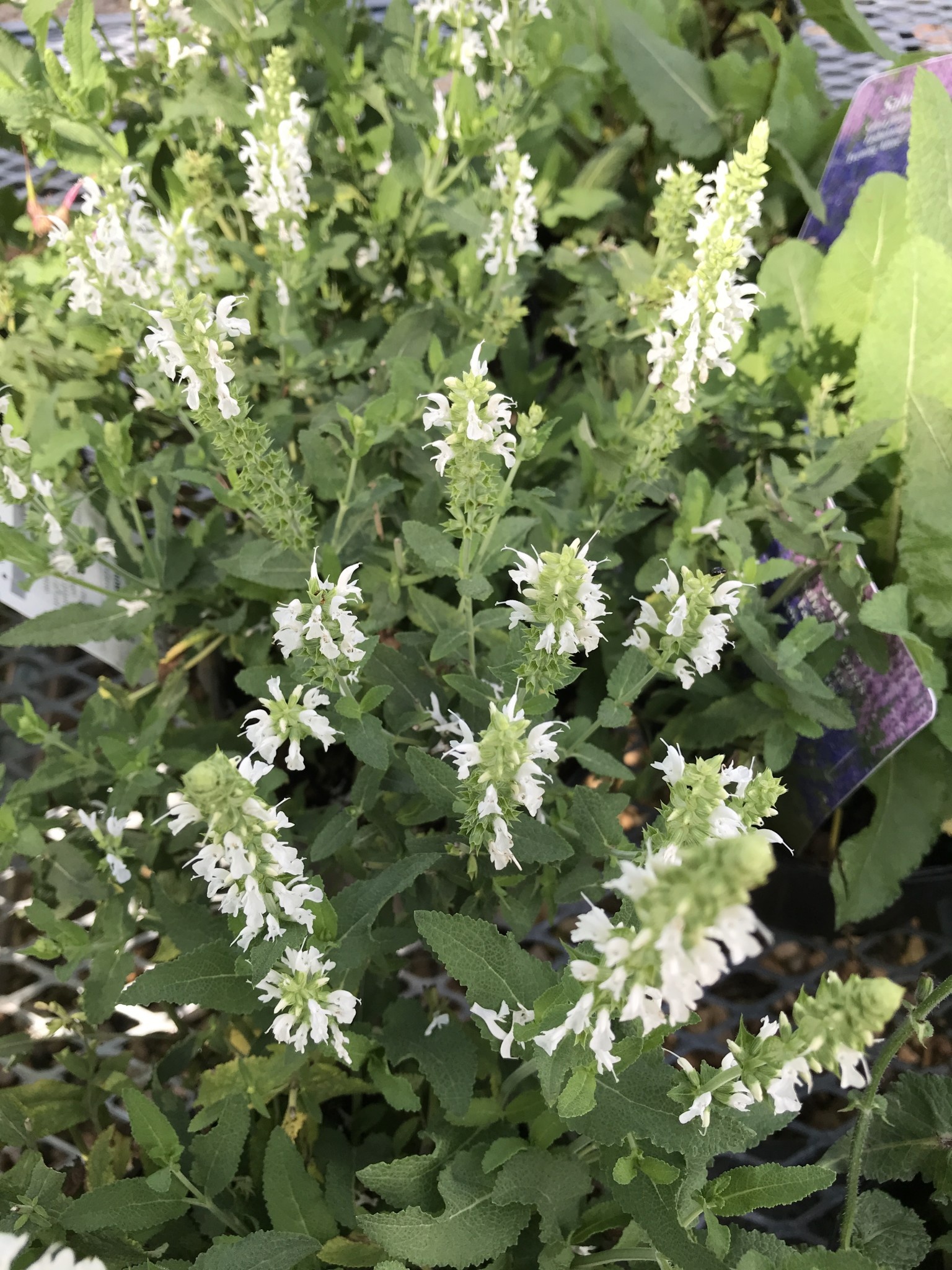 Salvia nemerosa Snow Hill  4Q