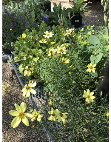 Tickseed, Coreopsis verticillata 'Moonbeam' (Threadleaf) 1G NATIVE