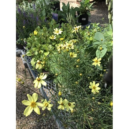 Tickseed, Coreopsis verticillata 'Moonbeam' (Threadleaf) 1G NATIVE