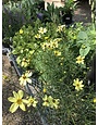 Tickseed, Coreopsis verticillata 'Moonbeam' (Threadleaf) 1G NATIVE