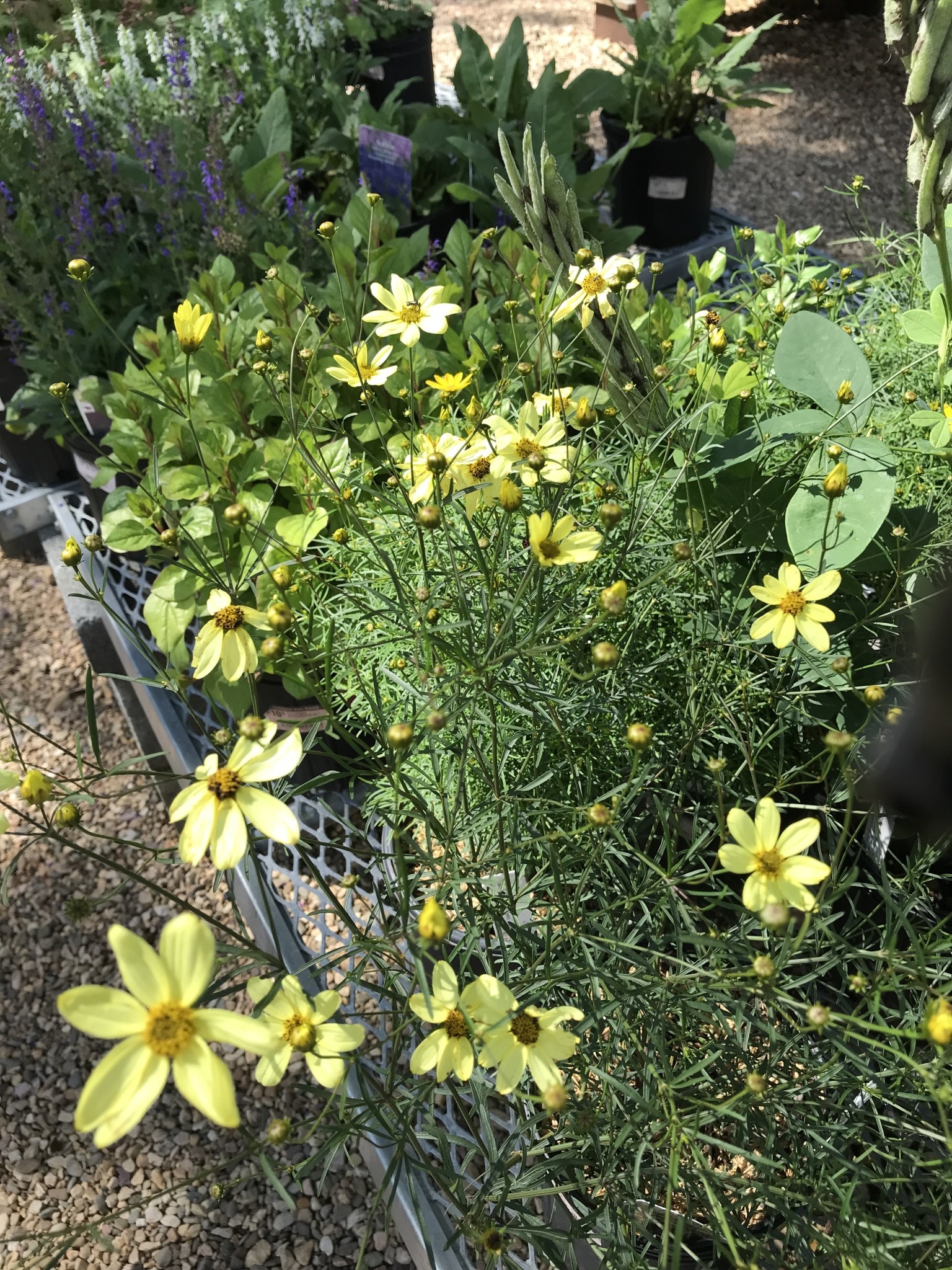 Tickseed, Coreopsis verticillata 'Moonbeam' (Threadleaf) 1G NATIVE