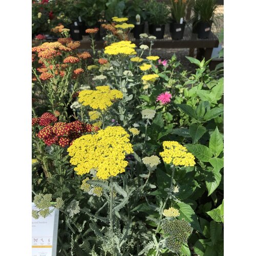 Achillea x 'Moonshine'