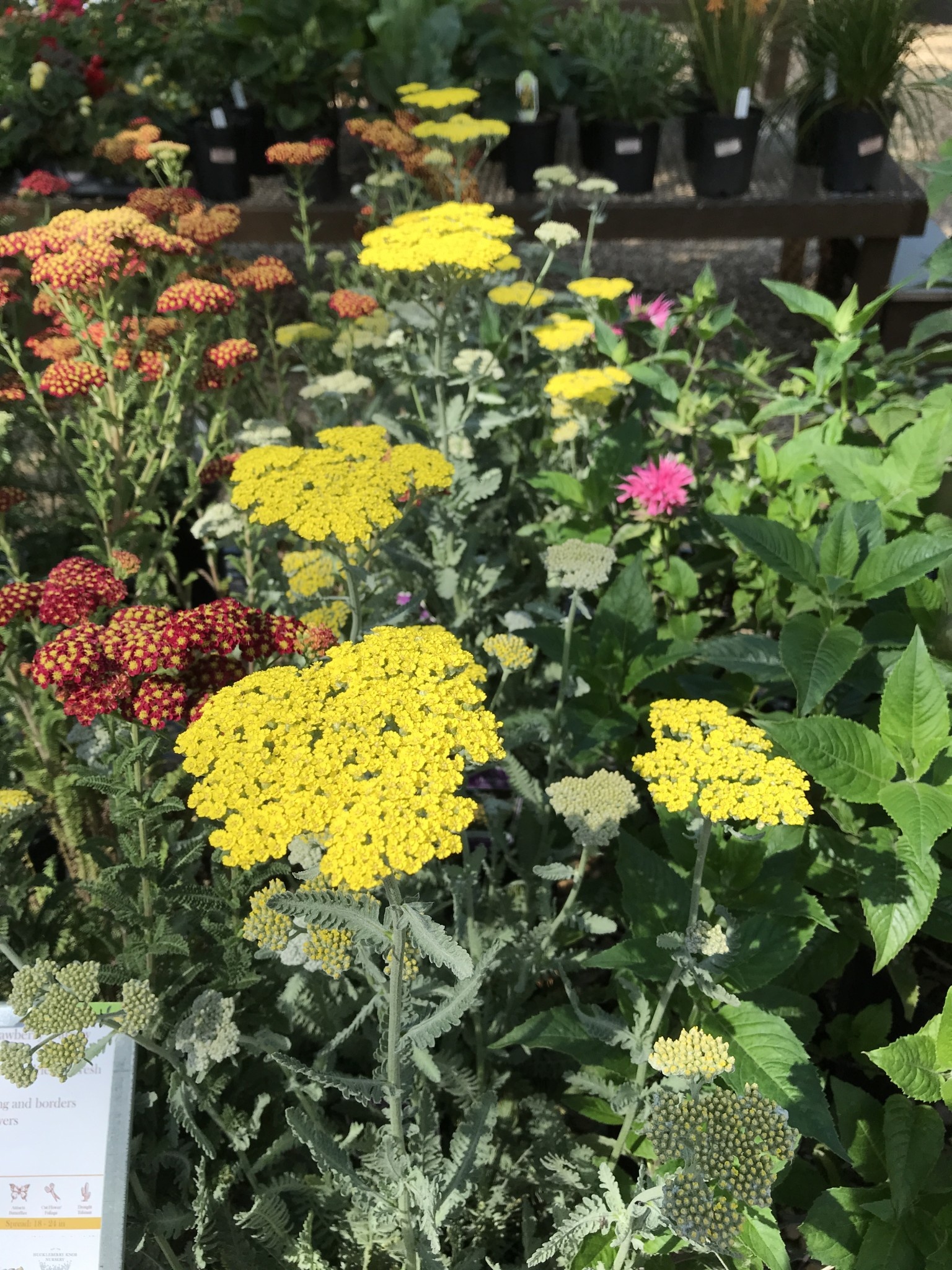 Achillea x 'Moonshine'